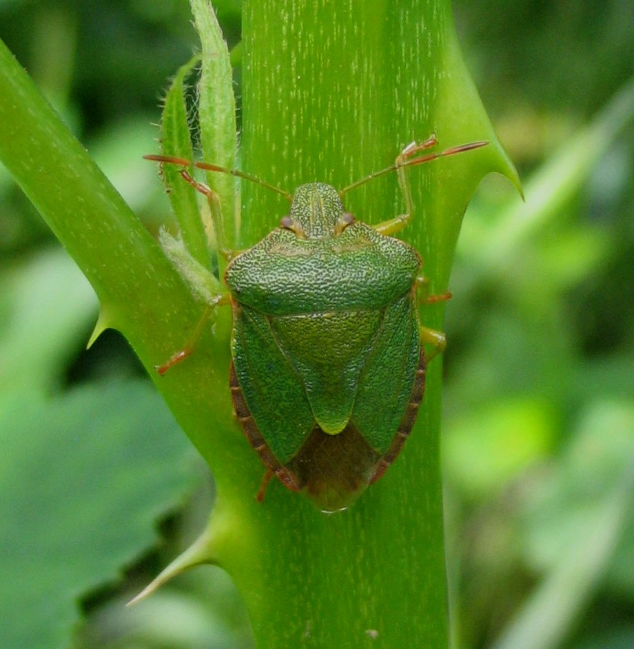 Palomena prasina del viterbese
